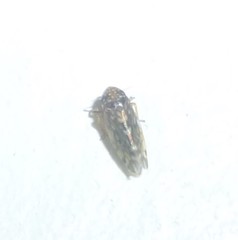 Xestocephalus