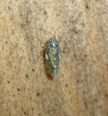Xestocephalus