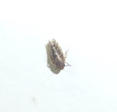 Xestocephalus