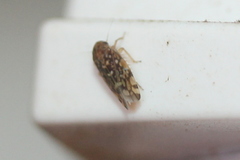 Xestocephalus