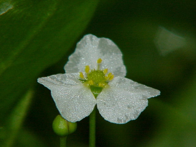 Épée naine à larges feuilles (anciennement Echinodorus latifolius) (Helanthium bolivianum (Rusby) Lehtonen & Myllys)