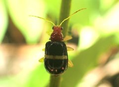 Gynandrobrotica