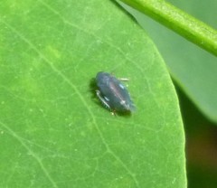 Xestocephalus brunneus