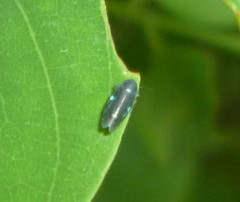 Xestocephalus brunneus