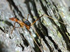 Leptomyrmex rufipes