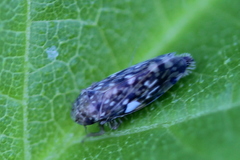 Xestocephalus similis