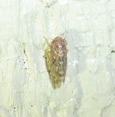Xestocephalus similis