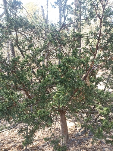 Image of Juniperus durangensis by (c) Favian Flores Medina, some rights reserved (CC BY)