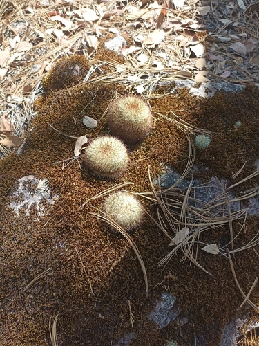 Mammillaria densispina