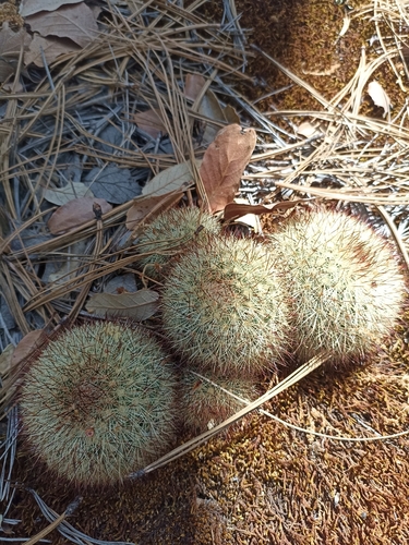 Mammillaria densispina