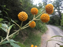 Buddleja globosa