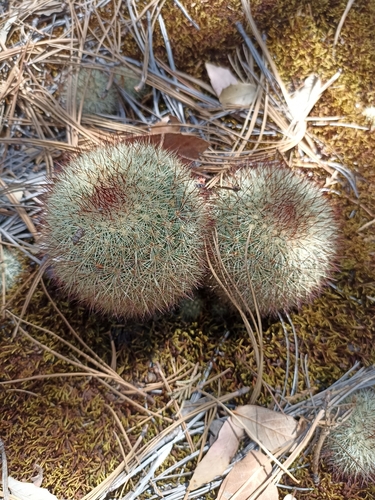 Mammillaria densispina