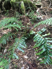 Blechnum chilense