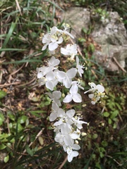 Libertia chilensis