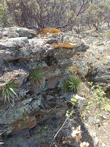 Image of Agave schidigera by (c) Favian Flores Medina, some rights reserved (CC BY)
