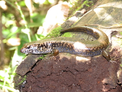 Silvascincus murrayi