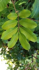 Cupaniopsis anacardioides