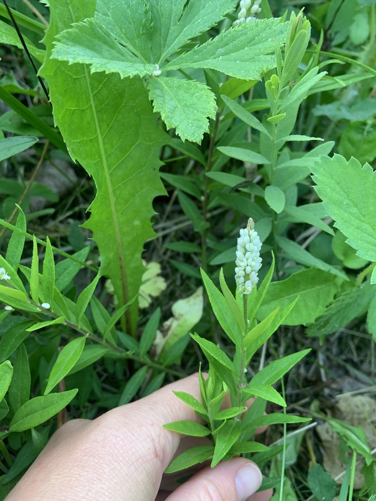 Seneca snakeroot from Maryfield No. 91, SK, CA on June 17, 2023 at 06