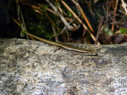 Ornithuroscincus noctua observed 2014-07-17