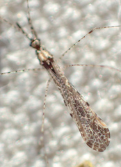 Empicoris rubromaculatus