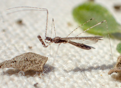 Empicoris rubromaculatus