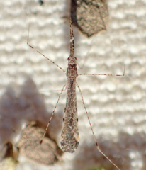 Empicoris rubromaculatus