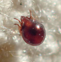 Galumnidae