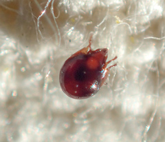 Galumnidae