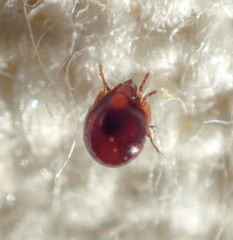 Galumnidae