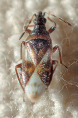 Anthocoris