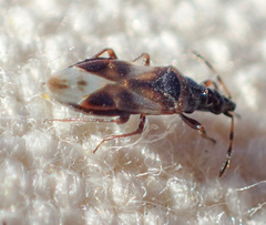 Anthocoris