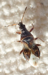 Anthocoris