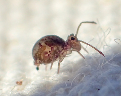 Ptenothrix maculosa