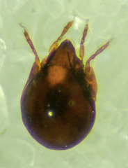 Galumnidae
