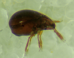 Galumnidae