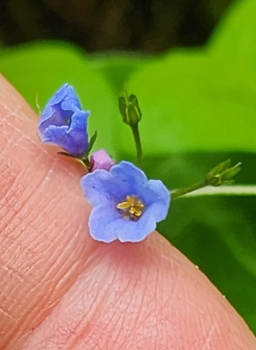 Image of Mertensia bella by (c) Merlla McLaughlin, some rights reserved (CC BY)