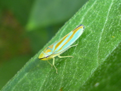 Graphocephala