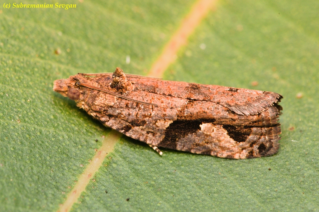 Megalota archana