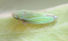 Graphocephala cythura