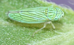 Graphocephala cythura