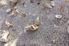 Batillaria australis