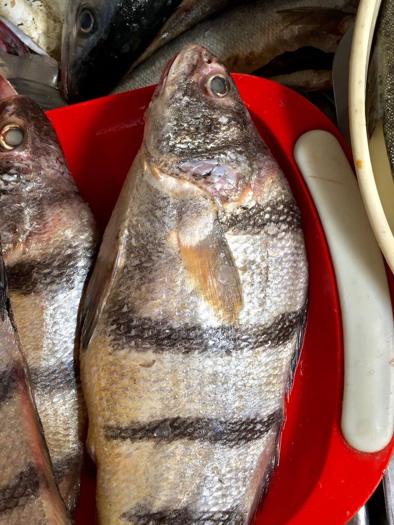 Coco Croaker