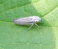 Graphocephala hieroglyphica