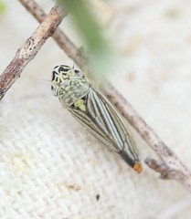 Graphocephala hieroglyphica