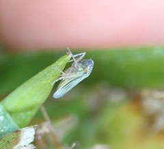 Xyphon reticulatum