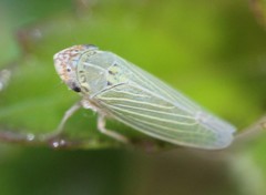 Xyphon reticulatum