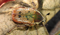 Elaphinis delagoensis