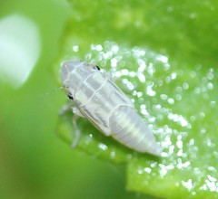 Xyphon reticulatum