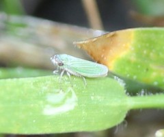 Xyphon reticulatum