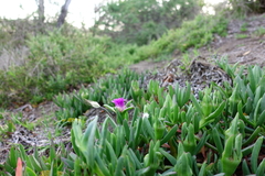 Carpobrotus aequilaterus
